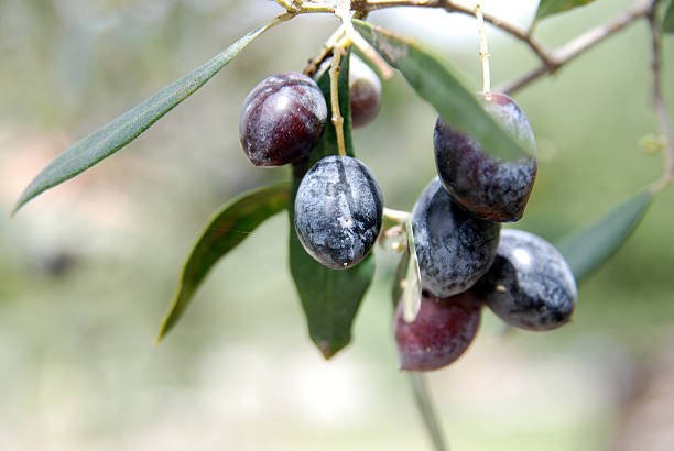 оливки calamata - calamata olive стоковые фото и изображения