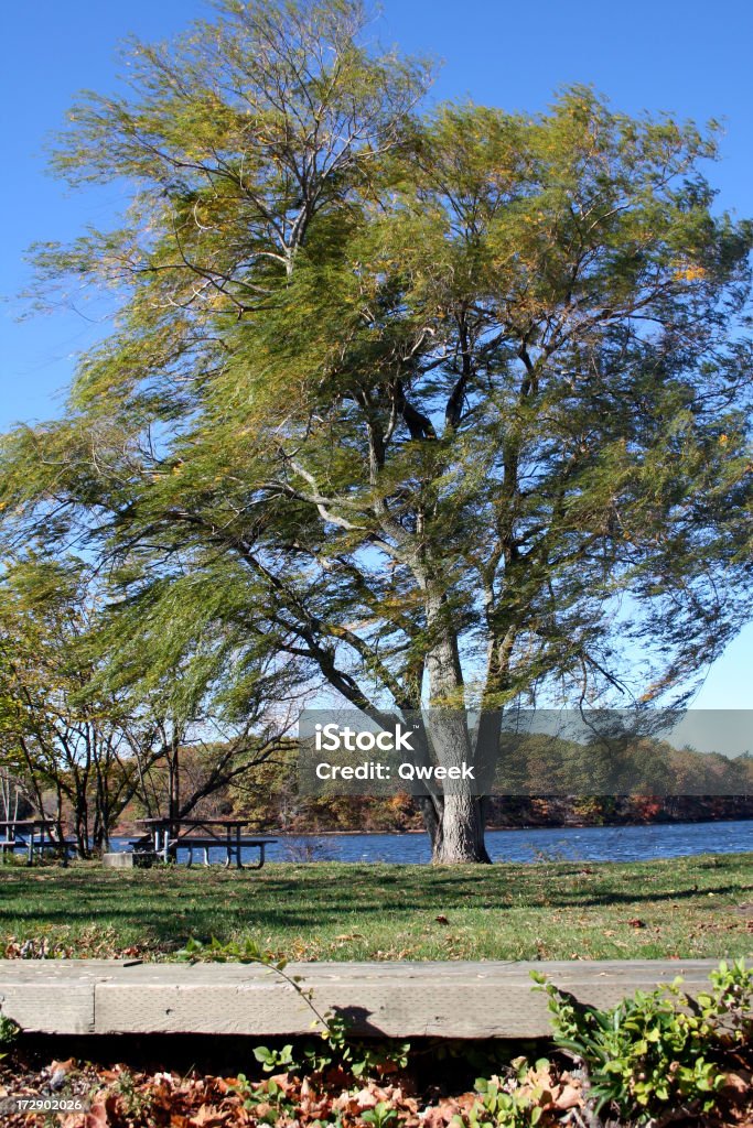 Saule - Photo de Arbre libre de droits