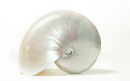 Isolated shot of a pearlized nautilus shell