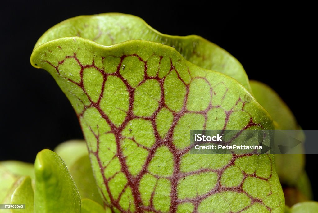 Violet Sarracénia isolé sur noir - Photo de Biodiversité libre de droits