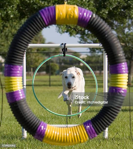 labrador-retriever-jumping-through-hoops.jpg