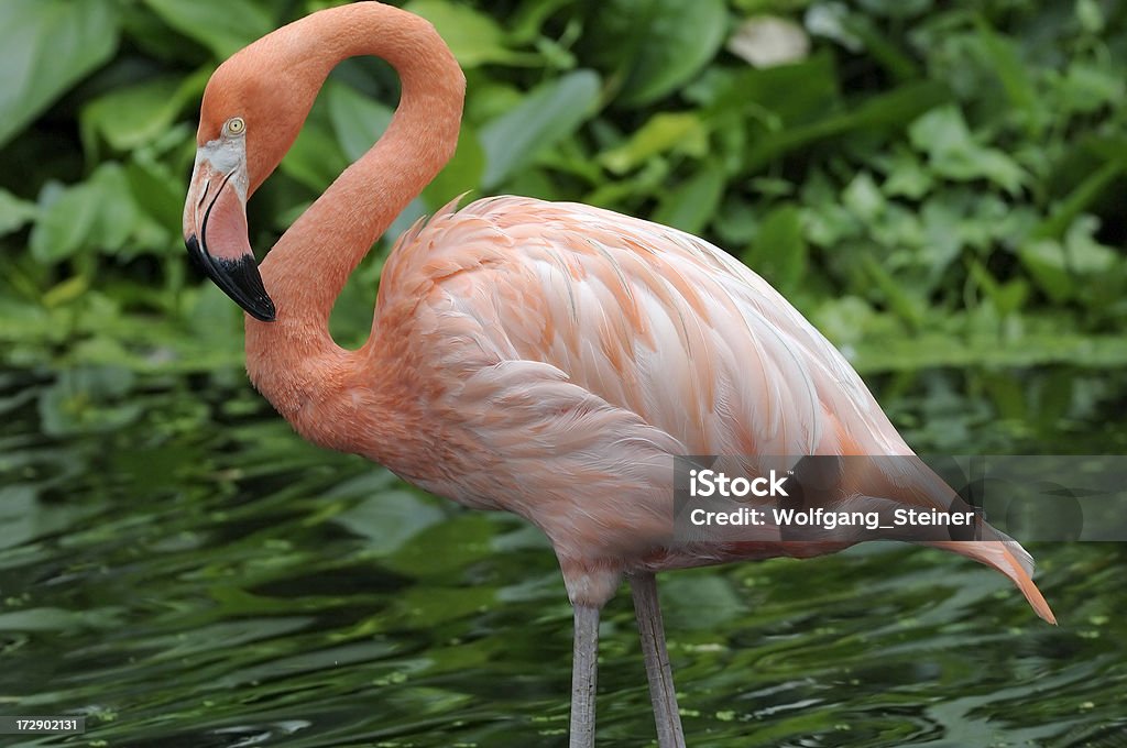 Fenicottero pulizia le sue piume - Foto stock royalty-free di Jurong Bird Park