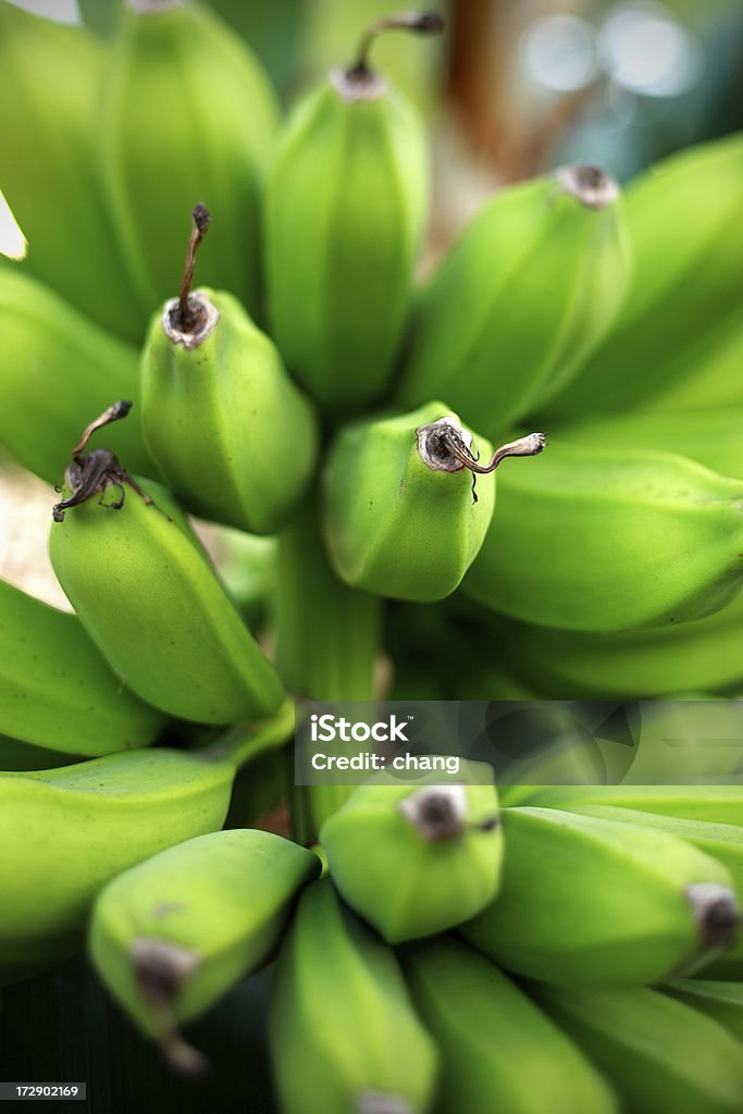 Bananen - Lizenzfrei Agrarbetrieb Stock-Foto