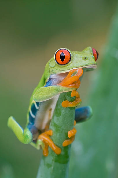 istock Red-Eyed Tree Frog Holding On 172902261