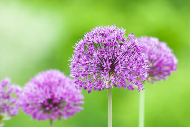 istock Dutch garlic flowers 172902291