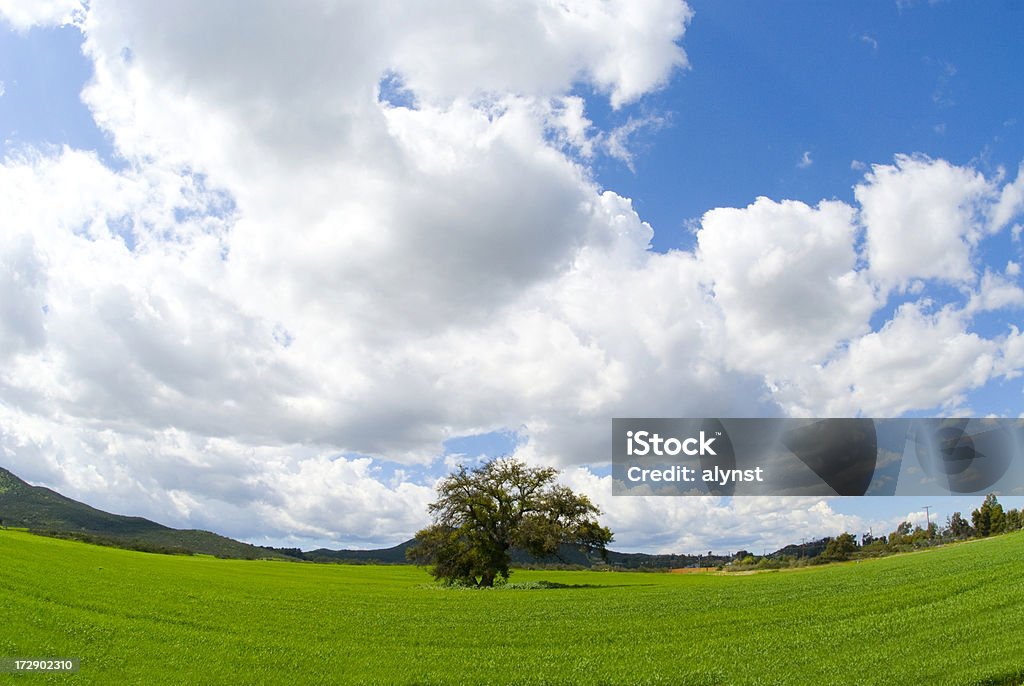 The Environment Photo of a green grassy field with a lone tree and sky.View related Nature and Environment images in this lightbox: Agricultural Field Stock Photo