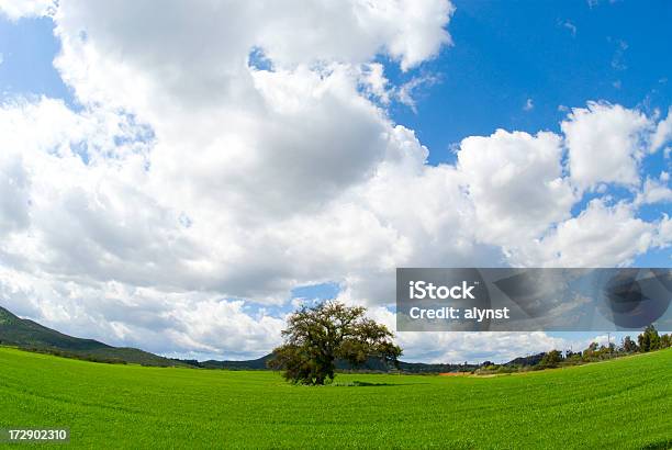 The Environment Stock Photo - Download Image Now - Agricultural Field, Blue, Cirrocumulus