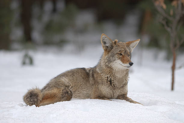 istock Wild Coyote Lying in Snow 172902472