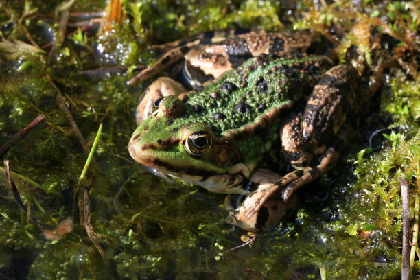istock Green frog in natural habitat 172902493
