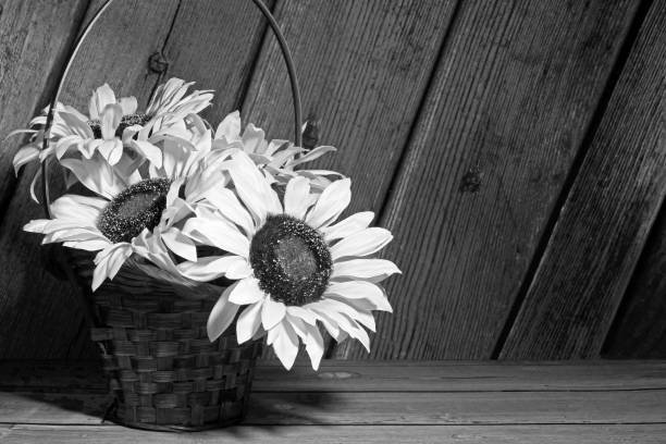 black and white artificial sunflowers in a old vase on the table. Still life photography