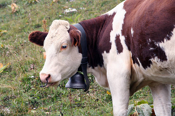 istock European Cow With Bell on Neck 172902577