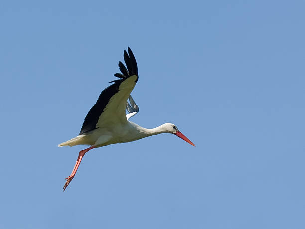 istock Profile of a flying stork 172902648