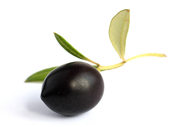 otro perfecto aceituna negra en ramita con hojas (olea europeana - aceituna negra fotografías e imágenes de stock