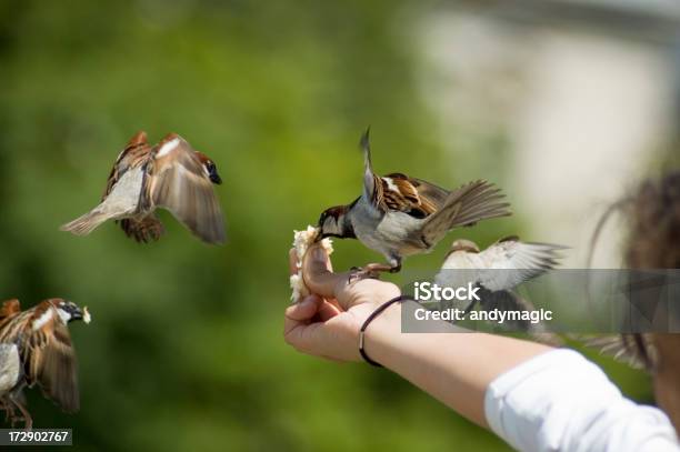 Pájaro En Mano Foto de stock y más banco de imágenes de Ala de animal - Ala de animal, Alimentar, Animal