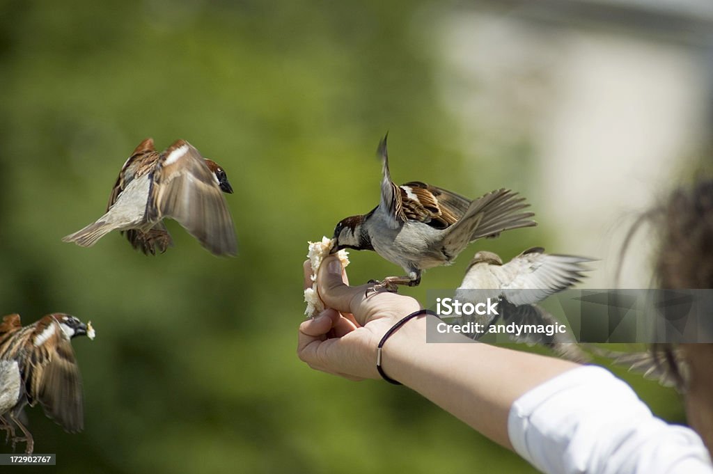 Pássaro na mão. - Foto de stock de Alimentar royalty-free