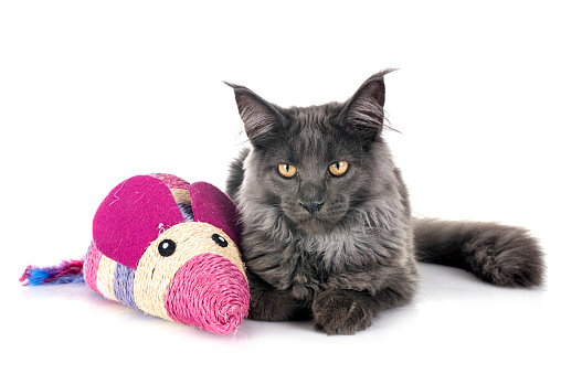 Pretty kitten (british shorthair cat) with a toy ball on a gray background. Space for copy.