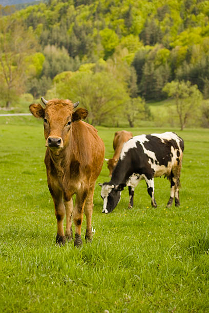 istock Cow in the field 172902870