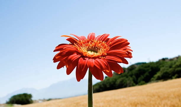 Red daisy in the field stock photo