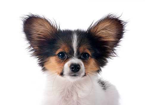 puppy papillon dog in front of white background