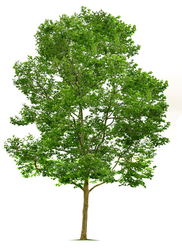 Sycamore tree isolated on white.