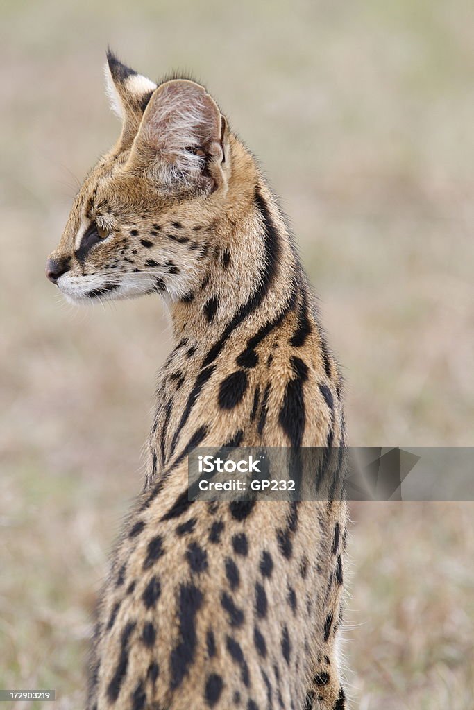 Сервал кошка Портрет - Стоковые фото Африка роялти-фри