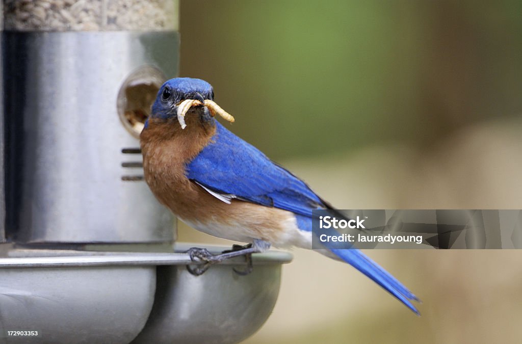 Pássaro azul com refeição minhoca bigode - Foto de stock de Comedouro de Pássaros royalty-free