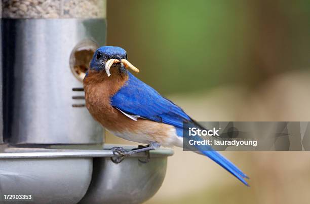 Foto de Pássaro Azul Com Refeição Minhoca Bigode e mais fotos de stock de Comedouro de Pássaros - Comedouro de Pássaros, Pássaro Azul, Alimentar