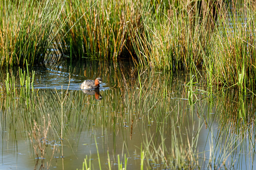 A Little Grebe in the swamps