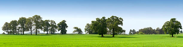 istock A field full of grass and multiple trees 172903458