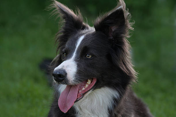 istock Beautiful blue colored Border Collie. 172903567