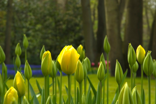 This is a collection of Bulb Flowers from the Keukenhof Gardens (the Netherlands).Related images: