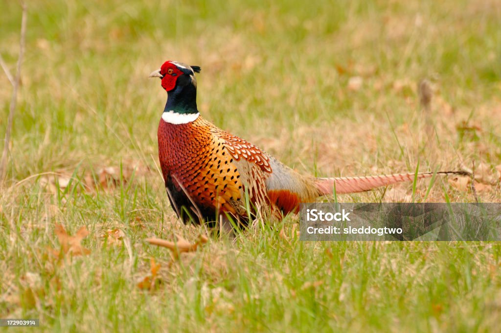 La mañana gallo - Foto de stock de Aire libre libre de derechos