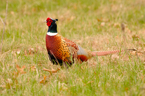A close-up shot of a ring-necked pheasant in the grass