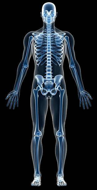 istock X-ray human body of a man with skeleton for study 172903956