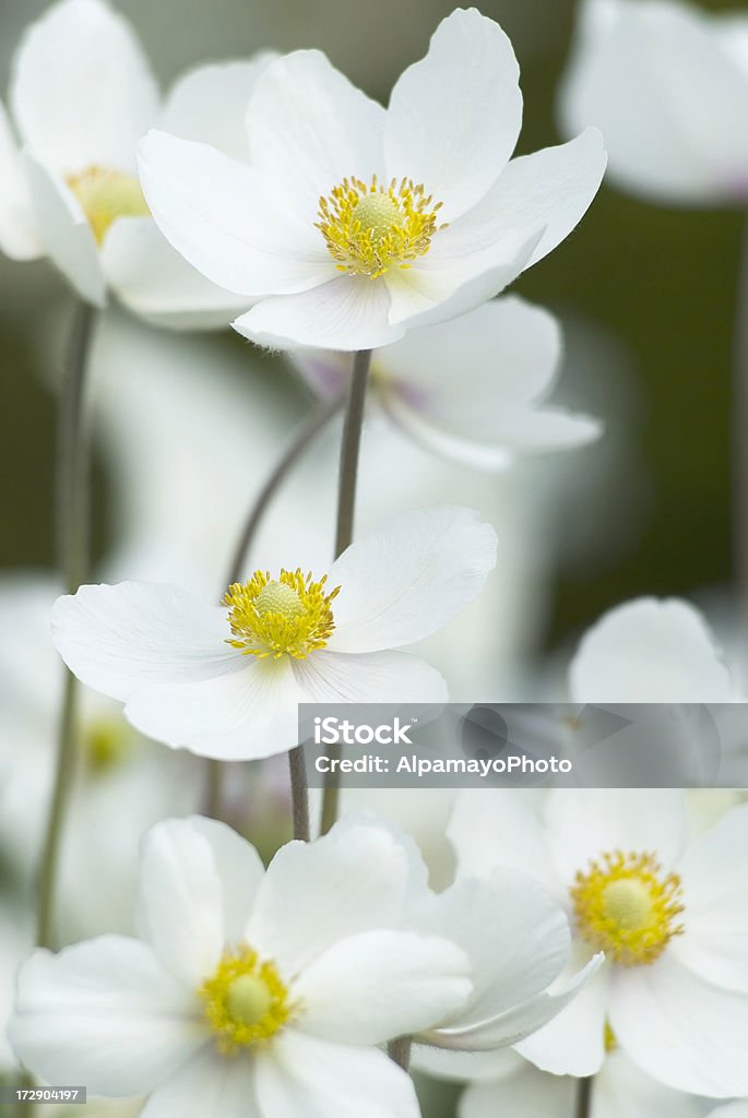 Bucaneve californica (californica sylvestris) in primavera-VII - Foto stock royalty-free di Aiuola