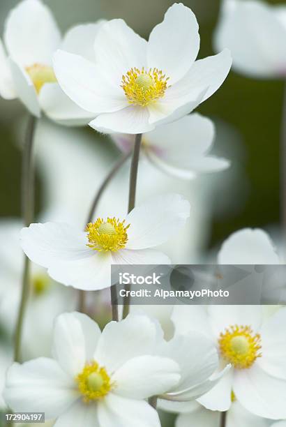 Bucaneve Californica In Primaveravii - Fotografie stock e altre immagini di Aiuola