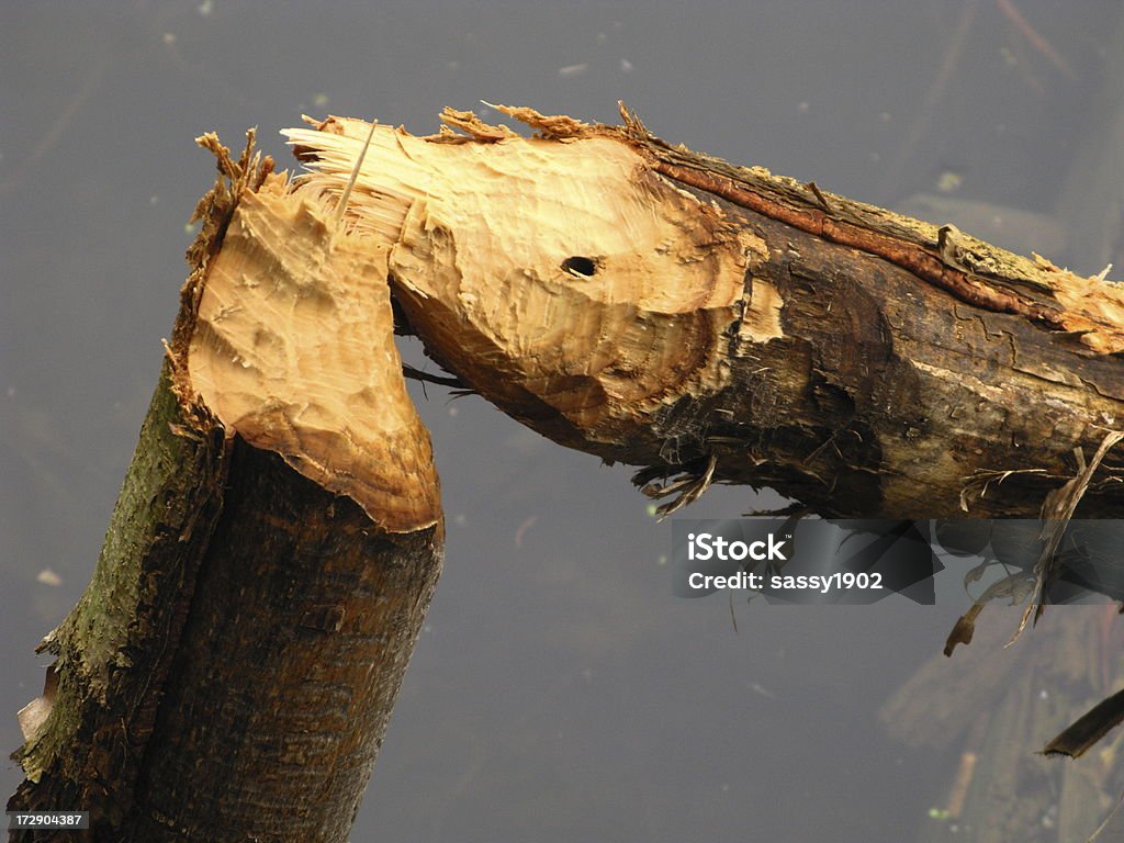 Castor Mastigado Tronco de árvore - Royalty-free Animal Foto de stock