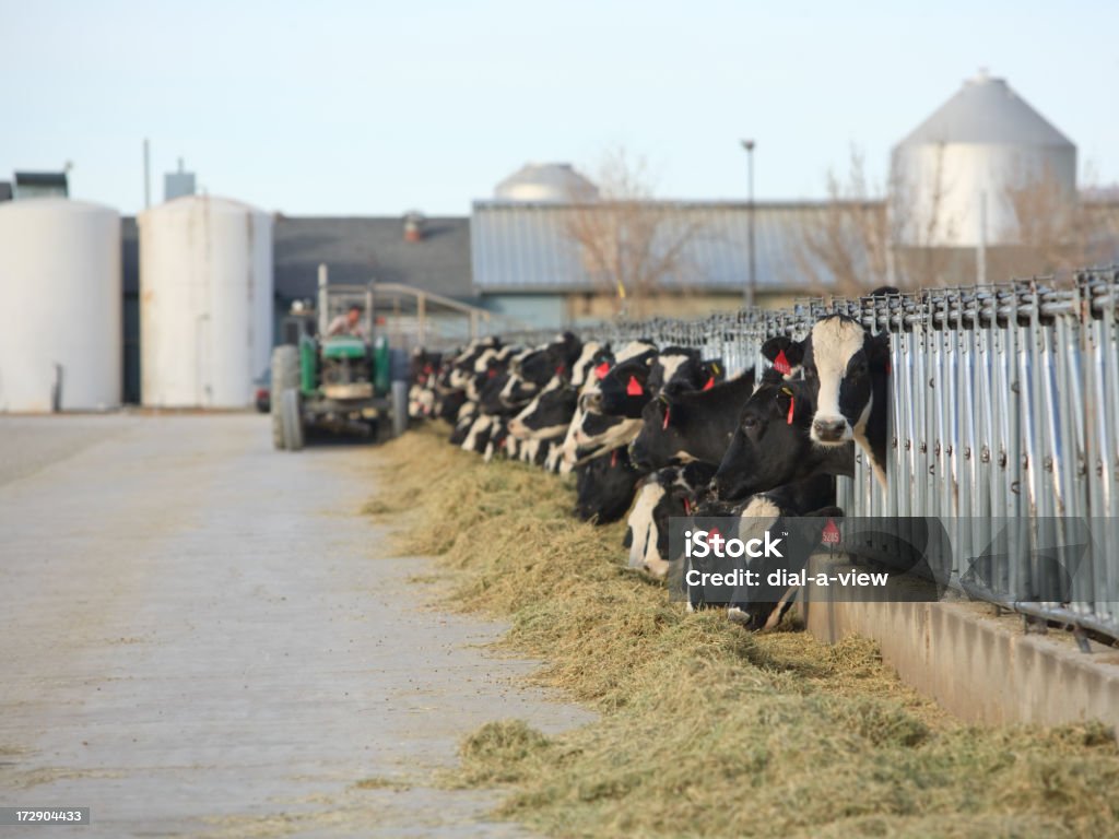 Cow Farm - Foto de stock de Comer royalty-free