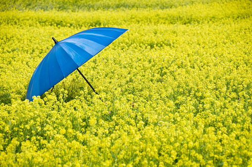 color umbrella on the flowers