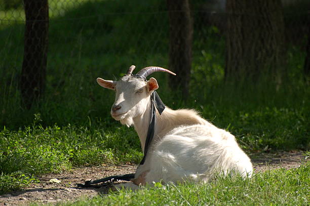 Tethered Goat stock photo