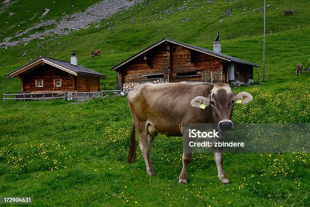 Vaca En Vivo Foto de stock y más banco de imágenes de 2000-2009 - 2000-2009, Aire libre, Aislado