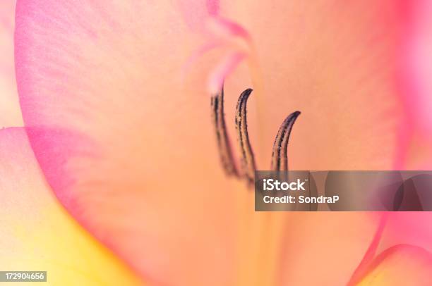 Foto de Rosapálido Gladiola e mais fotos de stock de Amarelo - Amarelo, Cabeça da flor, Estame