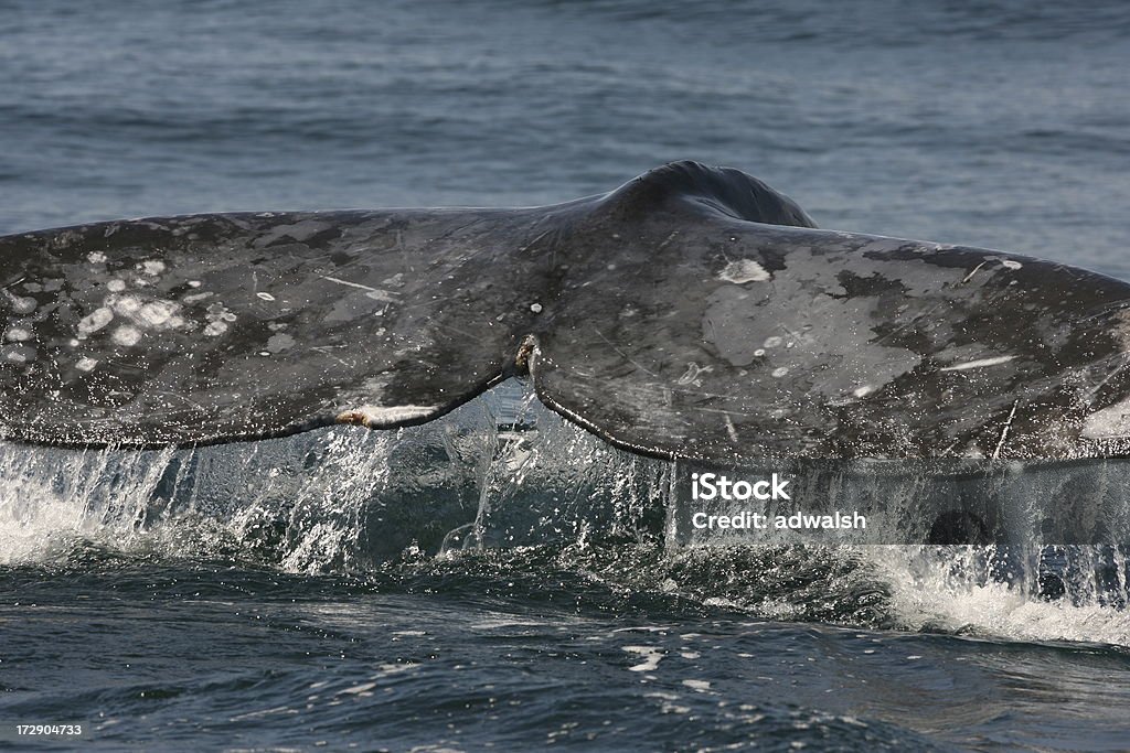 Gray Whale Tail Grail Whale Tail off the coast of Mexico. Gray Whale Stock Photo