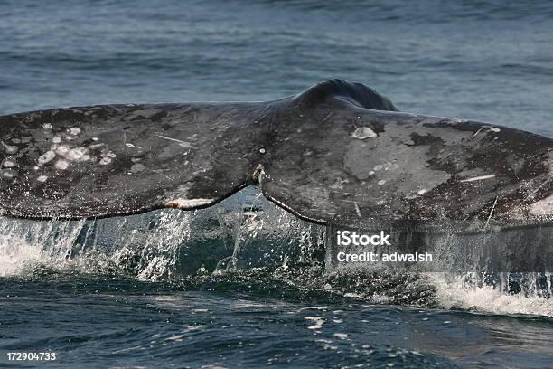 Gray Whale Tail Stock Photo - Download Image Now - Gray Whale, Pacific Ocean, Animal