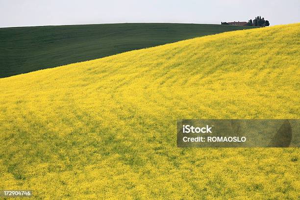 Giallo Meadow In Val Dorcia Toscana Italia - Fotografie stock e altre immagini di Fiore - Fiore, Senape - Erba aromatica, Albero