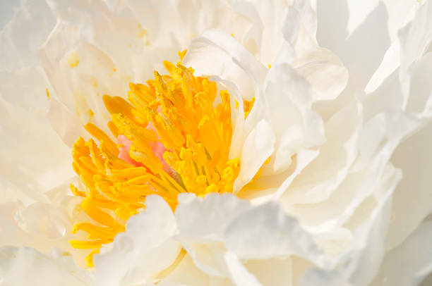 istock Closeup of White Peony 172904771