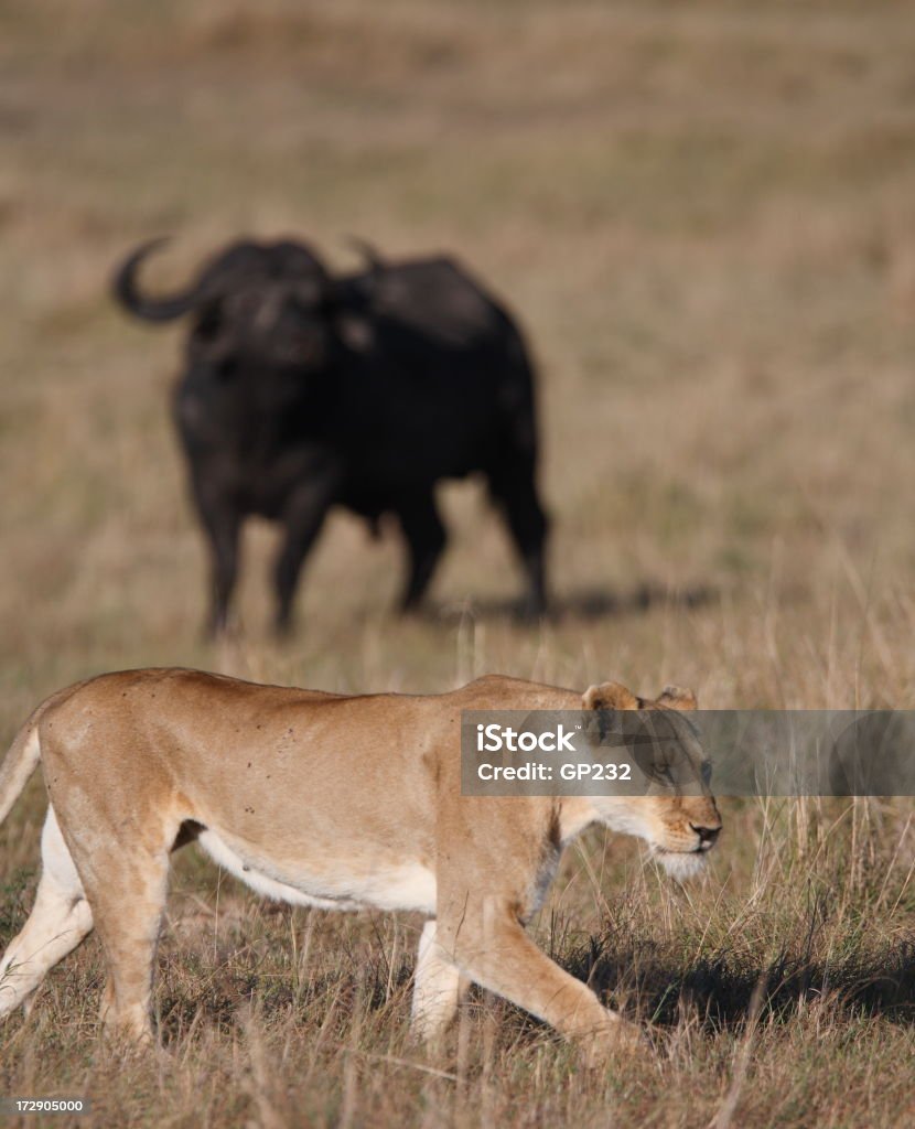 Buffalo und Löwin - Lizenzfrei Afrika Stock-Foto