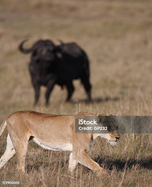 Buffalo I Lwica - zdjęcia stockowe i więcej obrazów Afryka - Afryka, Afryka Wschodnia, Bawół afrykański