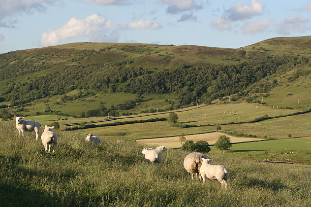 istock Grazing Sheep, Limestone Dale, Bradwell Peak District National Park 172905053