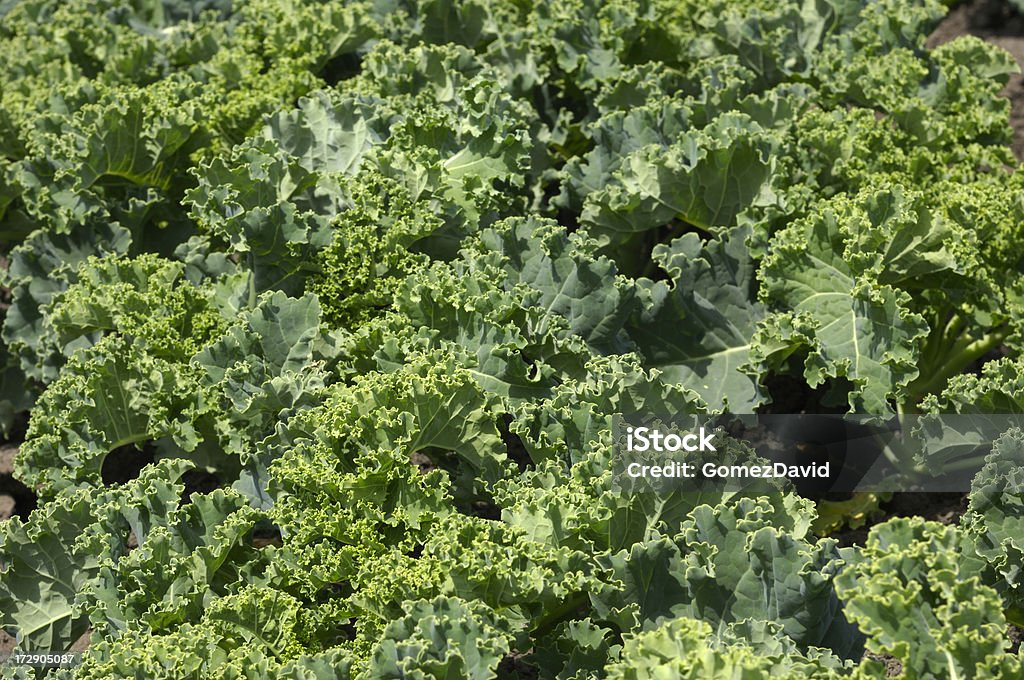 Curly Kale Growing in Field Organic curly kale growing in the fertile soil of the Central California. Agriculture Stock Photo